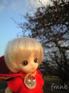 hato20091107_01.jpg